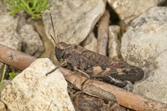 Rattle grasshopper (Psophus stridulus)