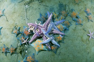 Northern Pacific Seastar or Japanese Common Starfish (Asterias amurensis)