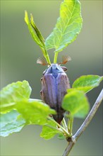 Cockchafer (Melolontha melolontha)