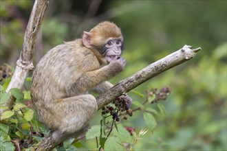 Barbary Macaque (Macaca sylvanus)