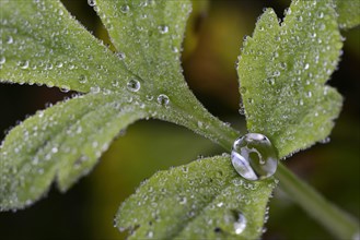 Dew drops on the leaf of Welsh poppy (Meconopsis cambrica)