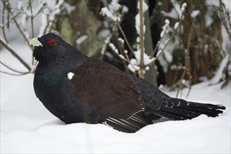 Capercaillie (Tetrao urogallus) in the snow