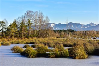Ice-covered pond with Common Club-rushes or Bulrushes (Schoenoplectus lacustris)