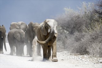 A herd of African Elephants (Loxodonta africana) dust bathing while walking on path
