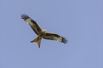 Red Kite (Milvus milvus) in flight with wings outstretched