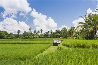 Paddy field and coconut trees