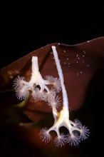 Stalked Jellyfish (Lucernaria quadricornis)