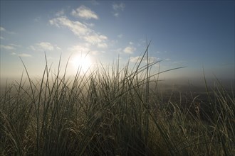 European Marram Grass or Beach Grass (Ammophila arenaria) in front of heathland in the mist at sunrise