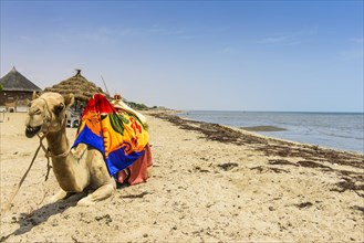 Camel lying on Gurgusum beach