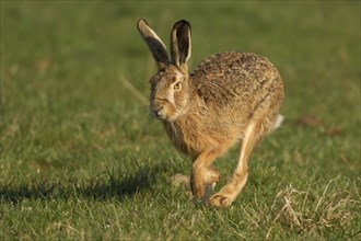 Hare (Lepus europaeus) running in a meadow
