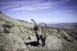 Spanish Ibexes (Capra pyrenaica)