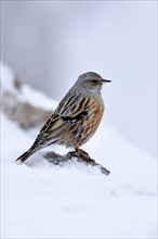 Alpine Accentor (Prunella collaris)