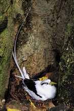 White-tailed Tropicbird (Phaethon lepturus) in the nest