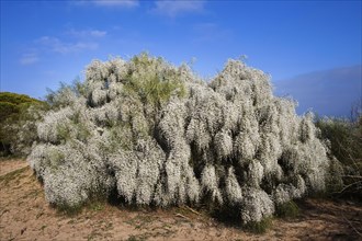 Hawthorn bush (Crataegus)