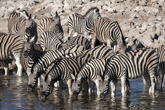 Herd of Burchell's Zebras (Equus burchellii) drinking at the Okaukuejo waterhole