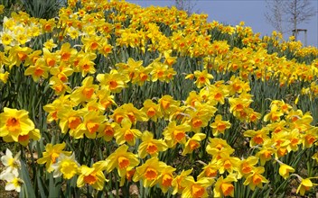 Daffodils (Narcissus) at the side of a road