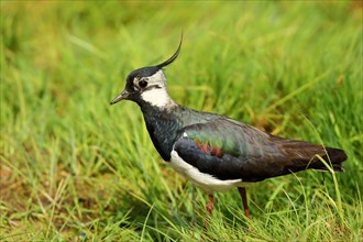 Northern lapwing (Vanellus vanellus) stands in a meadow