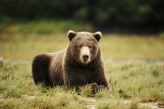 Brown Bear (Ursus arctos) lying in the grass