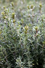 Thyme (Thymus vulgaris)