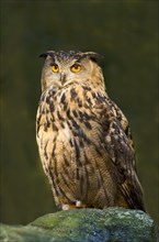 Eurasian Eagle-owl (Bubo bubo)