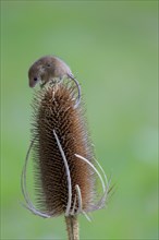 Eurasian Harvest Mouse (Micromys minutus)