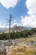 Dead tree in front of a mountain