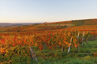 Autumnal vineyards