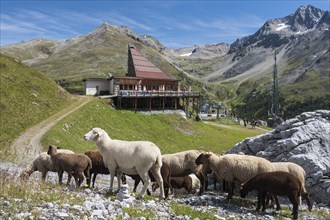 Sheep in front of the mountain restaurant K2 at the Langenstein