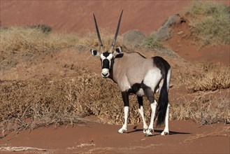Gemsbok or Gemsbuck (Oryx gazella) in the Hiddenvlei