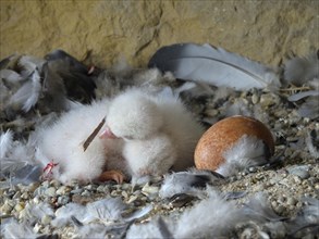 Peregrine Falcon (Falco peregrinus) chicks