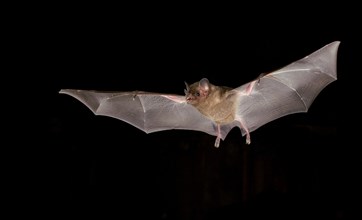 Fringe-lipped bat (Trachops cirrhosus)