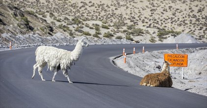 Llamas (Lama glama) on road
