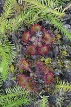 Bog Clubmoss (Lycopodiella inundata) and Round-leafed Sundew (Drosera rotundifolia)