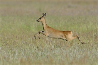 Roe Deer (Capreolus capreolus) leaping across a meadow
