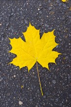 Yellow maple leaf on asphalt