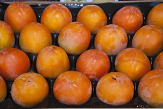 Persimmons (Diospyros kaki) in a fruit crate