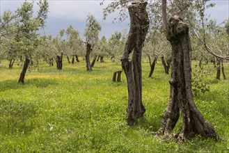 Olive trees on a blooming meadow in Sirmione