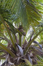 Coconut tree (Cocos nucifera)