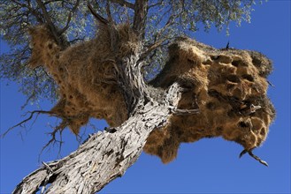 Camel Thorn tree (Vachellia erioloba) with a weaver birds nest