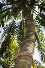 Coconut shells and coconut-fibre rope as climbing aid on a coconut tree