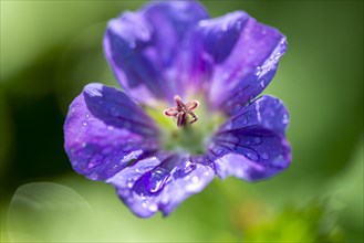 Cranesbill (Geranium)