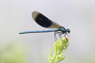 Banded Demoiselle or Banded Agrion (Calopteryx splendens) male on a blade of grass