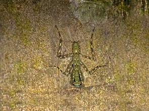Mantis species (Liturgusa sp)
