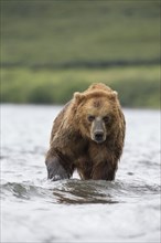 Brown bear (Ursus arctos)