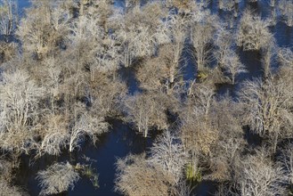 Dead Mopane trees (Colophospermum mopane) in a freshwater marsh