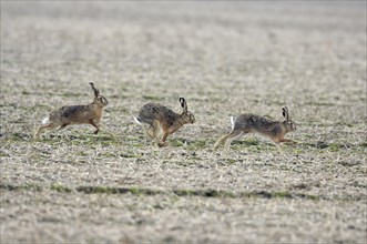 Three running hares (Lepus europaeus) in a field in the mating season