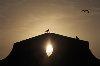 Yellow-legged Gulls (Larus michahellis) at the harbour wall at sunset