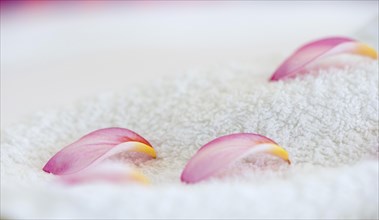 Frangipani petals on white towel
