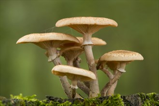 Dark Honey Fungus (Armillaria ostoyae)