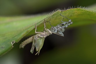 Grasshopper (Caelifera)